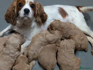 Cavapoo dogs Quality & Beautiful F1 Cavapoo DNA clear puppies - Advert 10