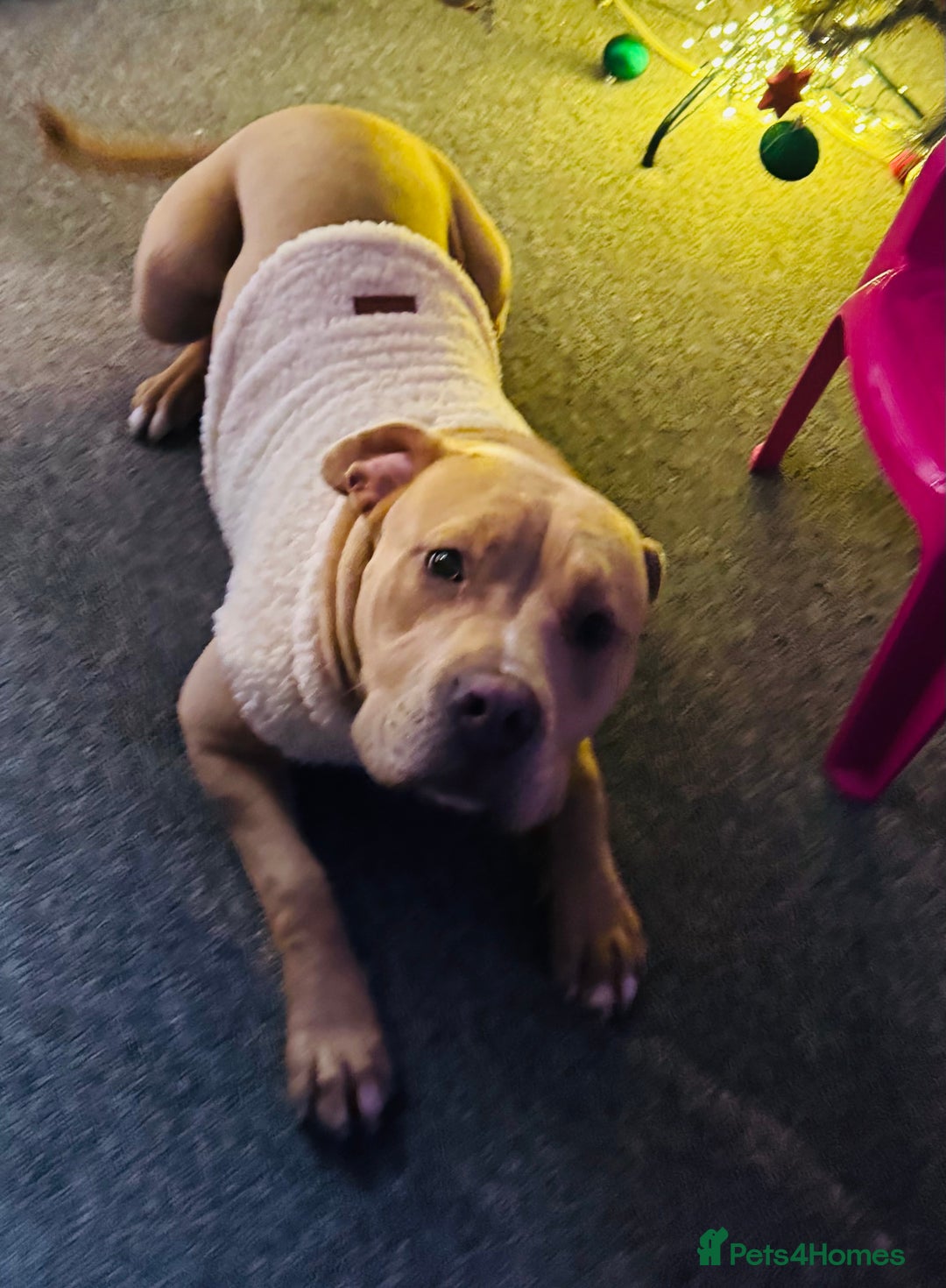 Mixed Breed dogs for sale: Rehoming - Advert 3