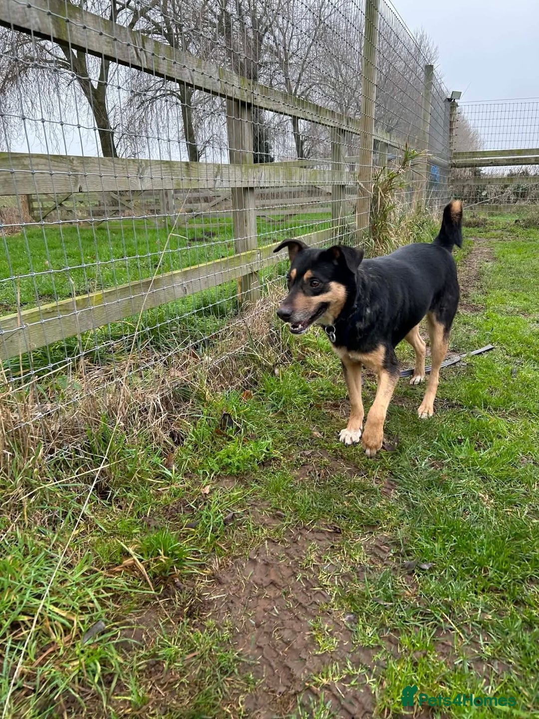Mixed Breed dogs for adoption: Batman - Norwich Norfolk  - Advert 10