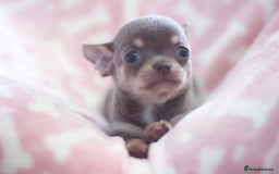 Chihuahua dogs for sale: Kc Registered Quality chihuahua puppies  - Image 11