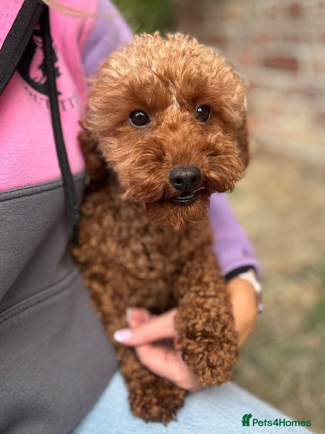 Miniature Poodle dogs for sale: Stunning KC Registered Tiny Red Miniature Poodles - Image 15