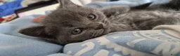 British Shorthair cats for sale: Beautiful British Shorthair Cross Kittens - Advert 35