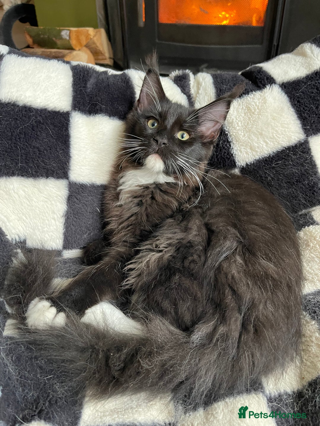 Maine Coon cats for sale: Mainecoons  - Advert 4