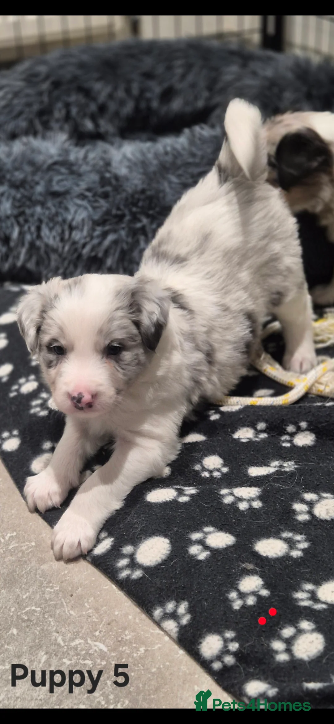 Border Collie dogs for sale: Beautiful Border Collies. Parents DNA tested.  - Advert 5