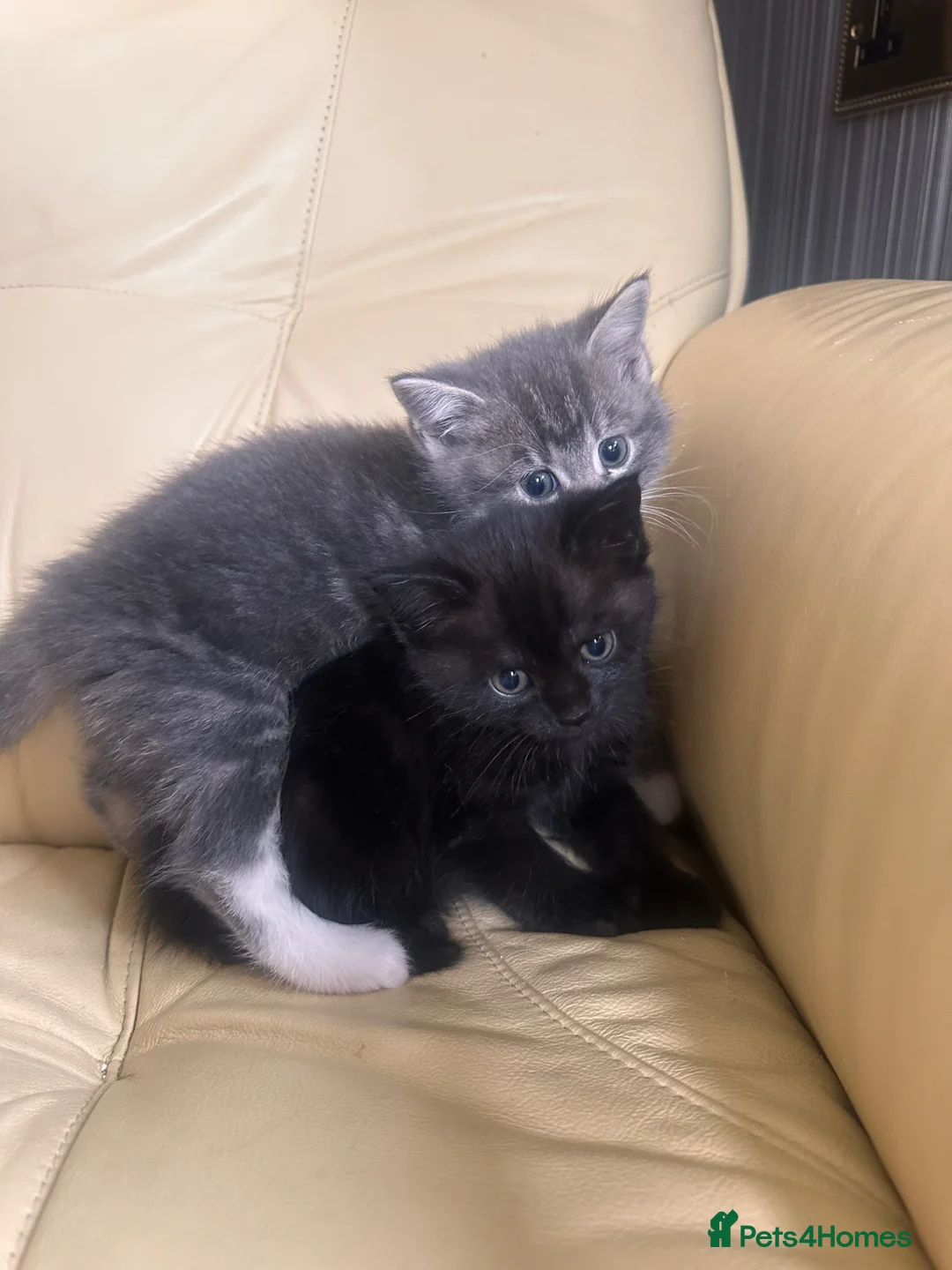 Mixed Breed cats for sale: Gorgeous kittens  - Advert 8