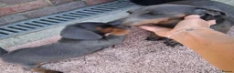 Miniature Dachshund dogs for sale: Beautiful Miniature Dachshund Stuning little pups. in Stevenage - Advert 10