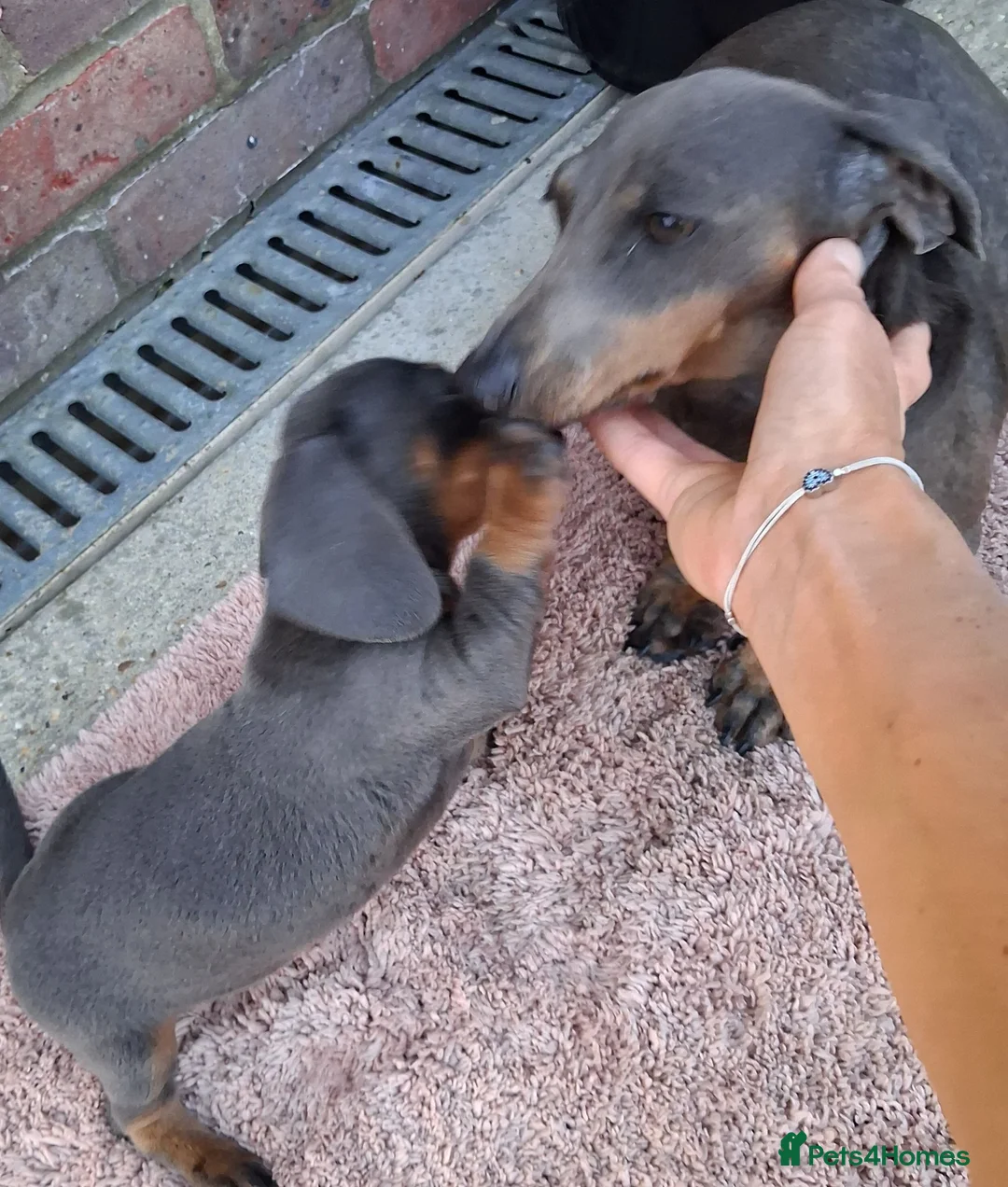 Miniature Dachshund dogs for sale: Beautiful Miniature Dachshund Stuning little pups. in Stevenage - Advert 10