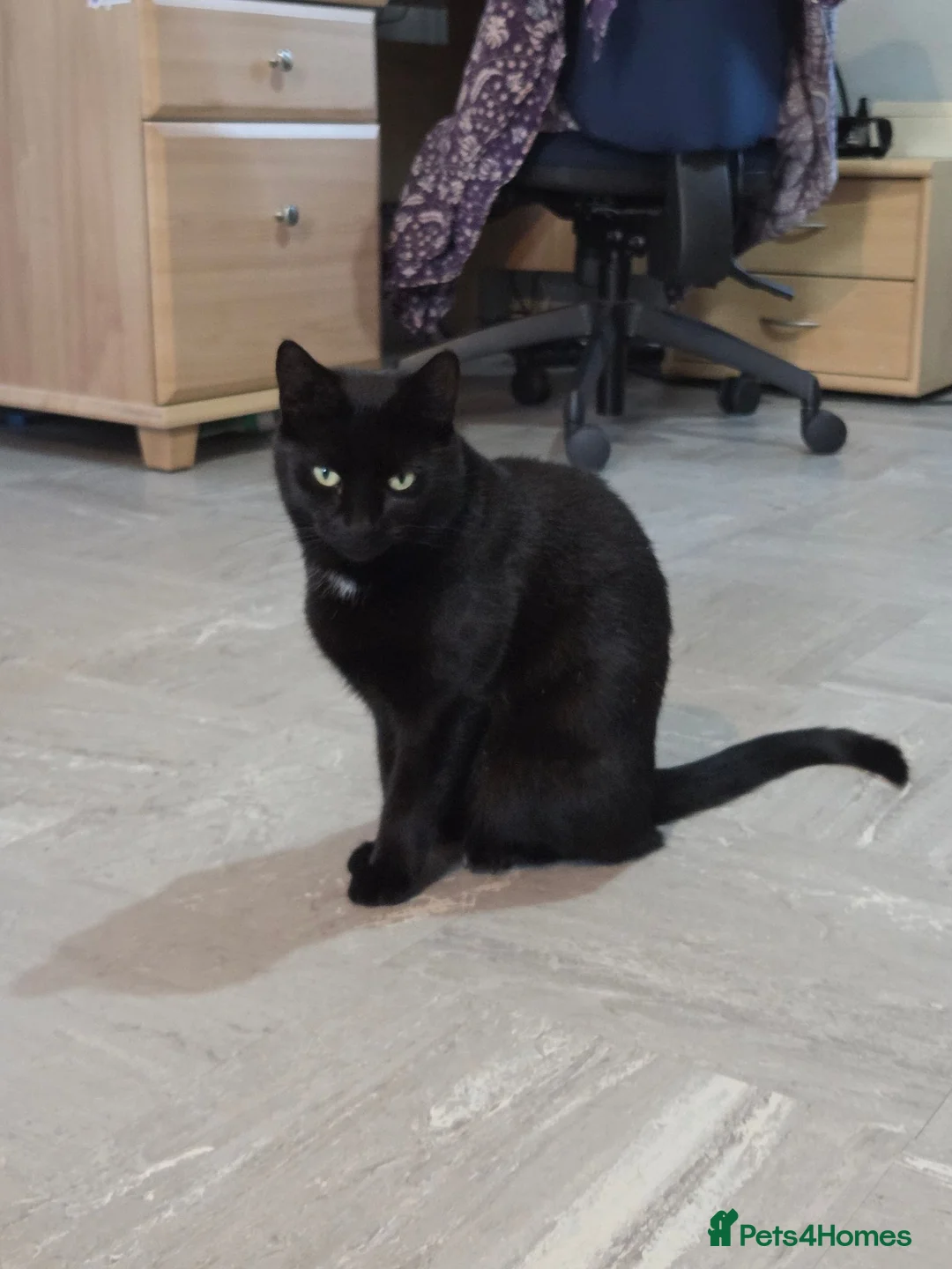Domestic Shorthair cats for sale: 3 year old black cat looking for home - Advert 2