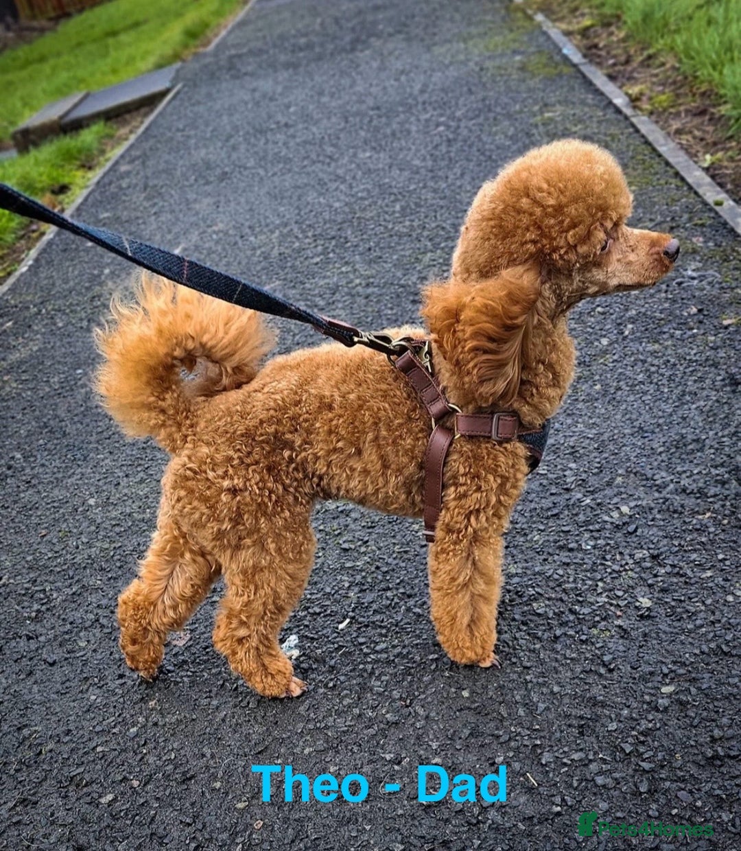 Maltipoo dogs for sale: Miniature F1 Maltipoo Puppies - Image 6