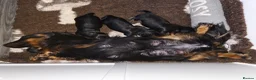 Miniature Dachshund dogs for sale: Stunning Longhaired Mini Dachshund Boys.  - Advert 22