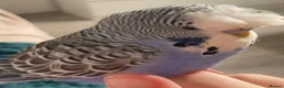 Budgerigars birds for sale: Male semi tame budgie 3 years old  - Advert 1