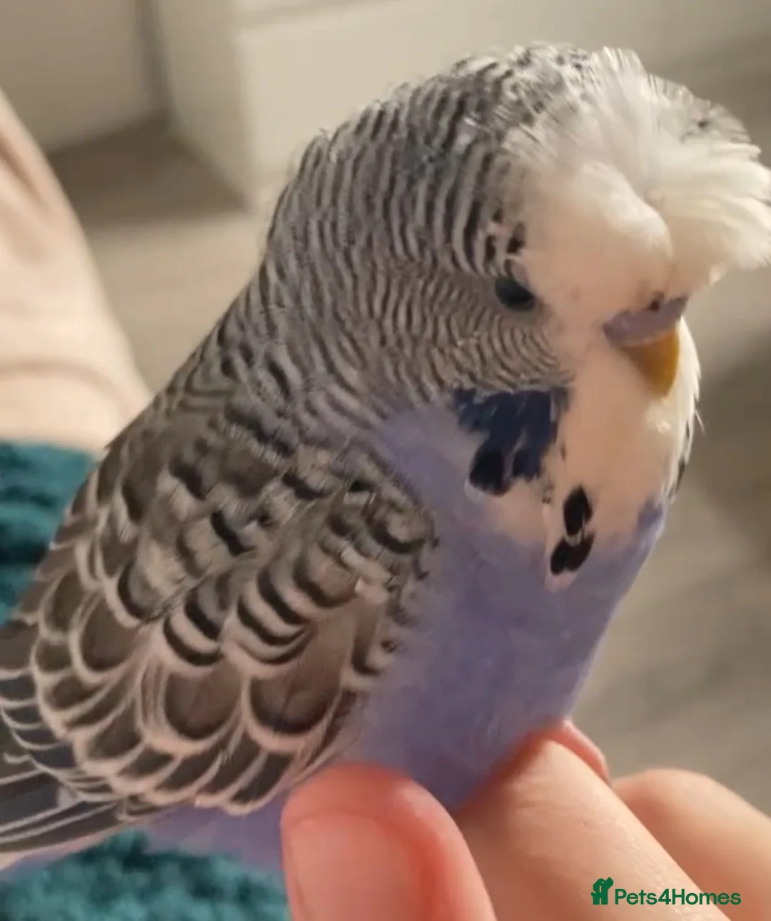 Budgerigars birds for sale: Male semi tame budgie 3 years old  - Advert 1