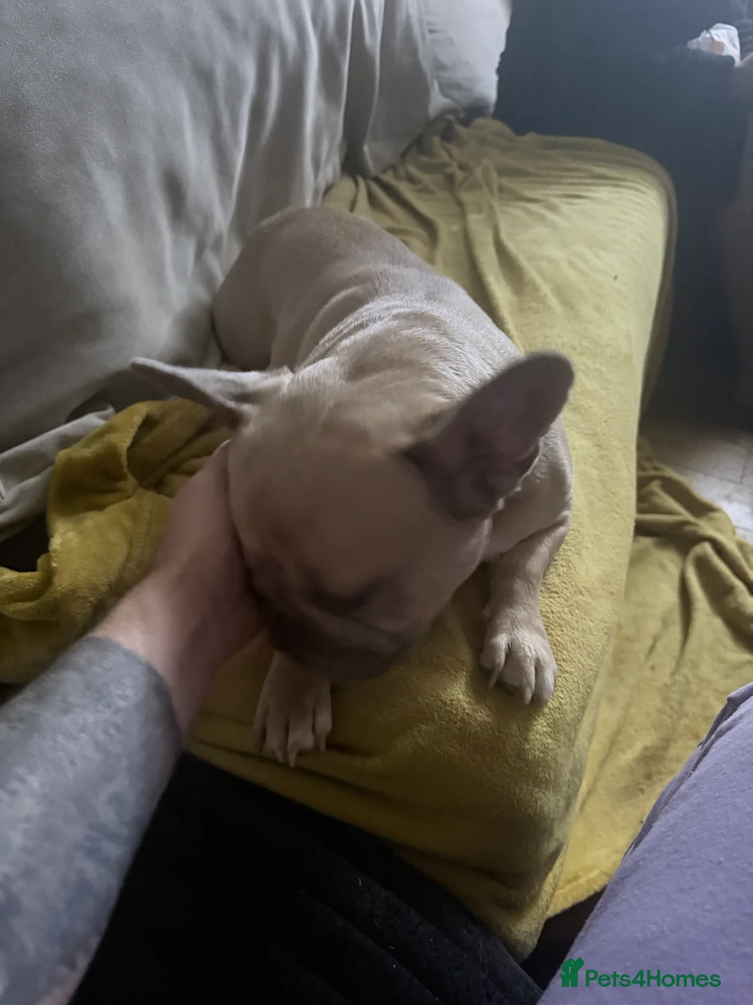 French Bulldog dogs for sale: Needs a new home  - Advert 1