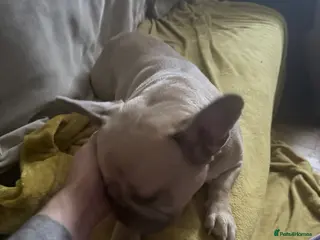 French Bulldog dogs Needs a new home - Advert 1