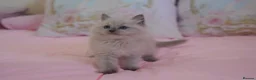 Ragdoll cats for sale: Beautiful Ragdolls  in Oldbury - Advert 12