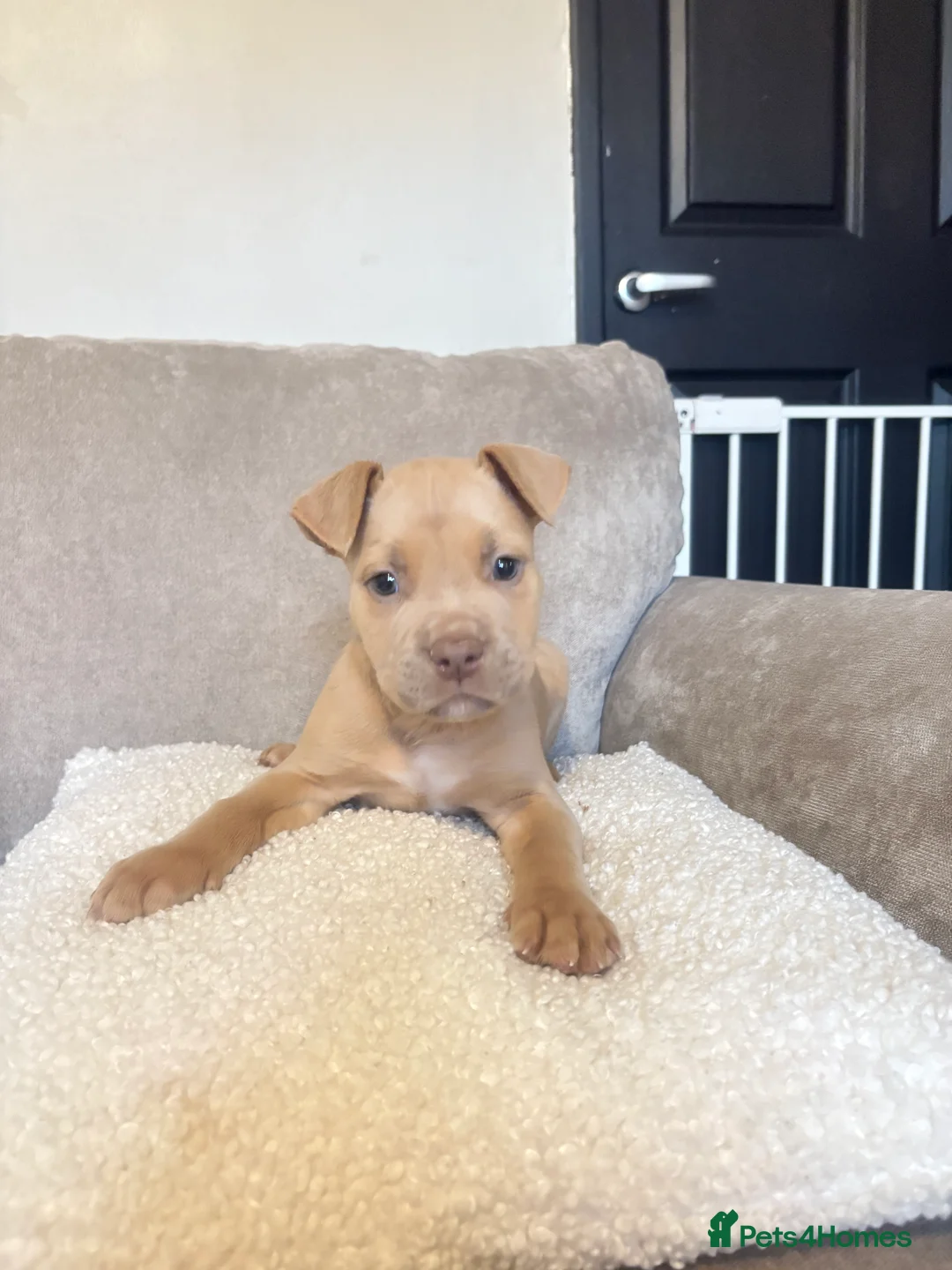 Mixed Breed dogs for sale: CaneCorso X Bully puppy’s  - Advert 10