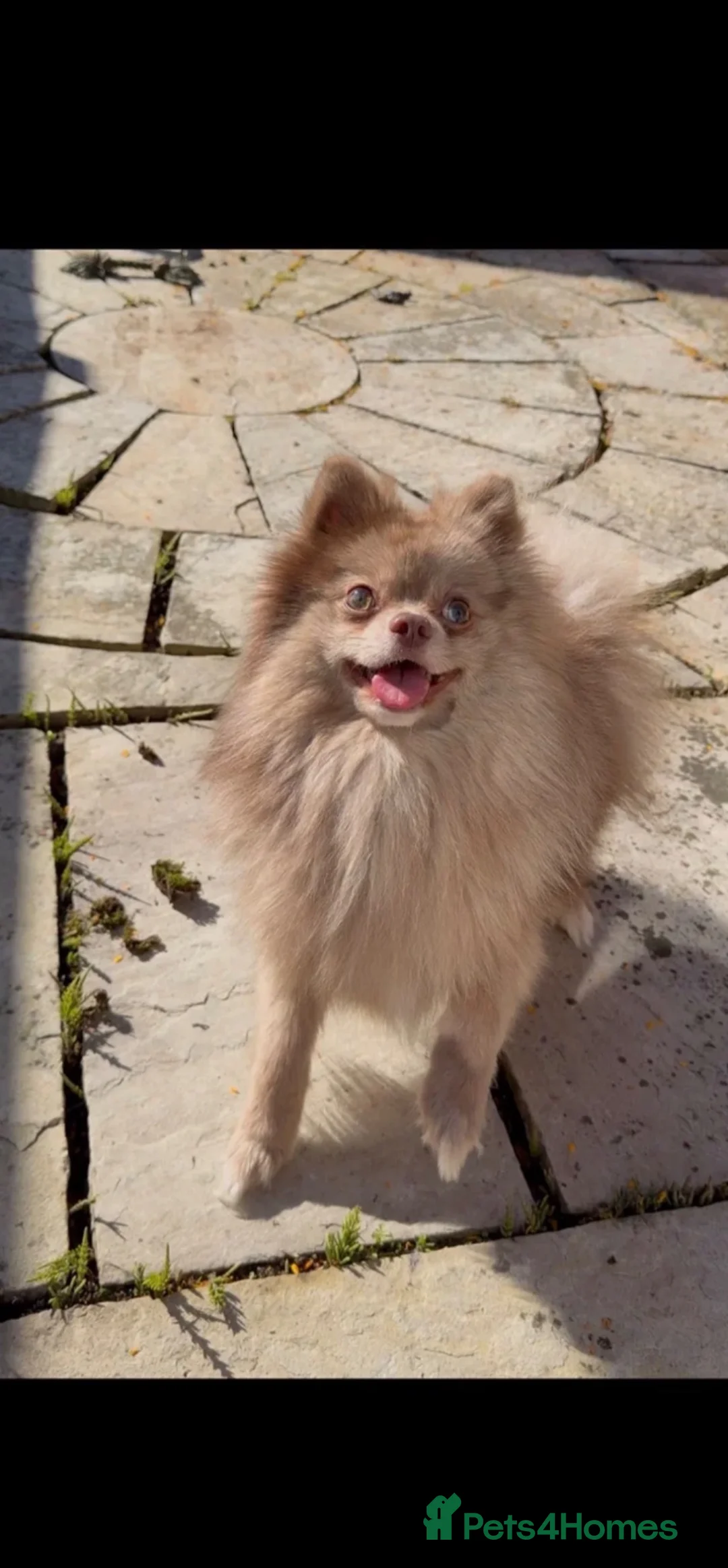 Pomeranian dogs for sale: beaver/liver pomeranian, not merle - Advert 2
