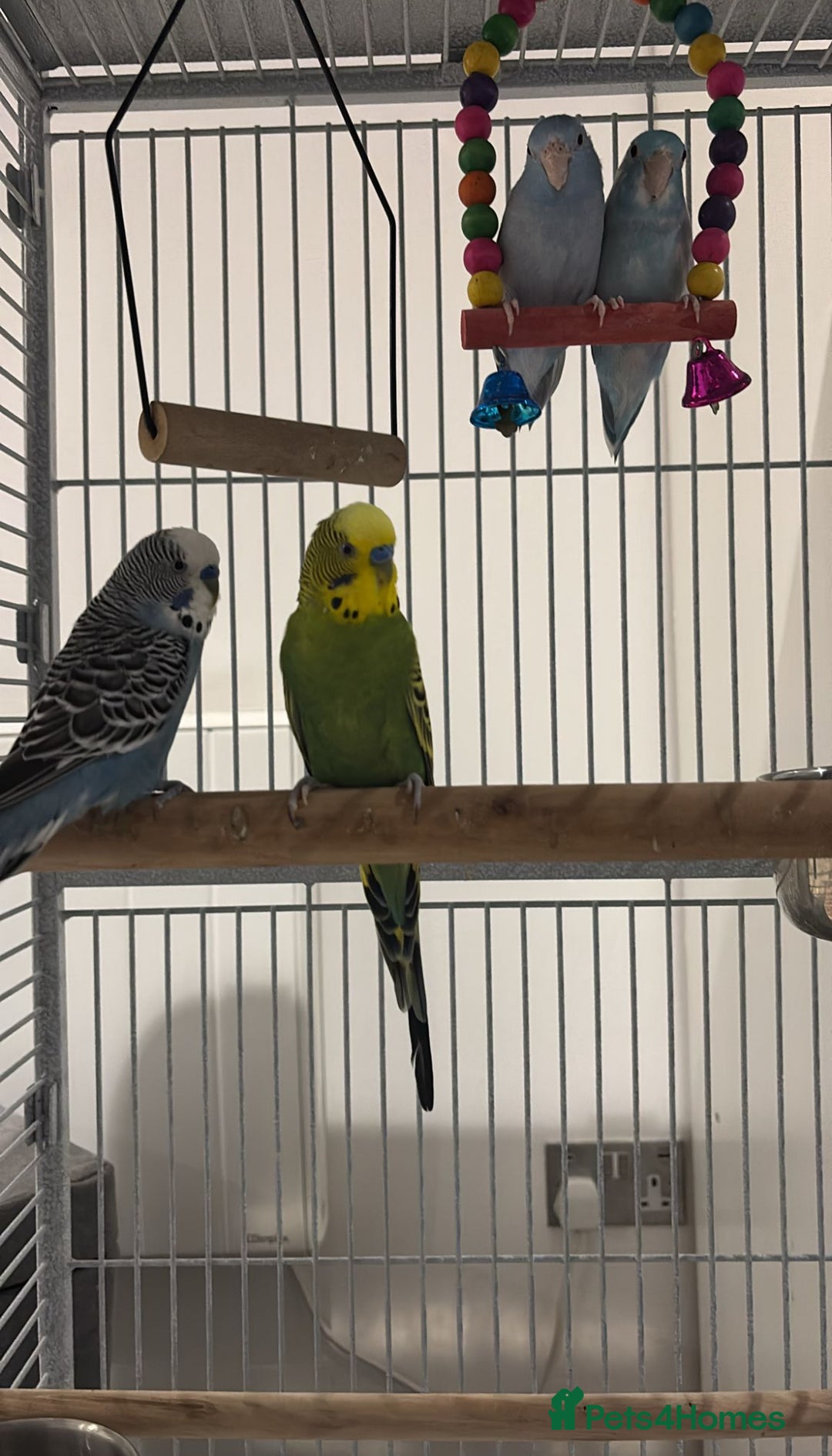 Parakeets birds for sale: For sale  - Image 3