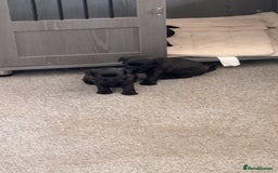 Mixed Breed dogs for sale: French Bulldog X Toy Poodle - Image 6