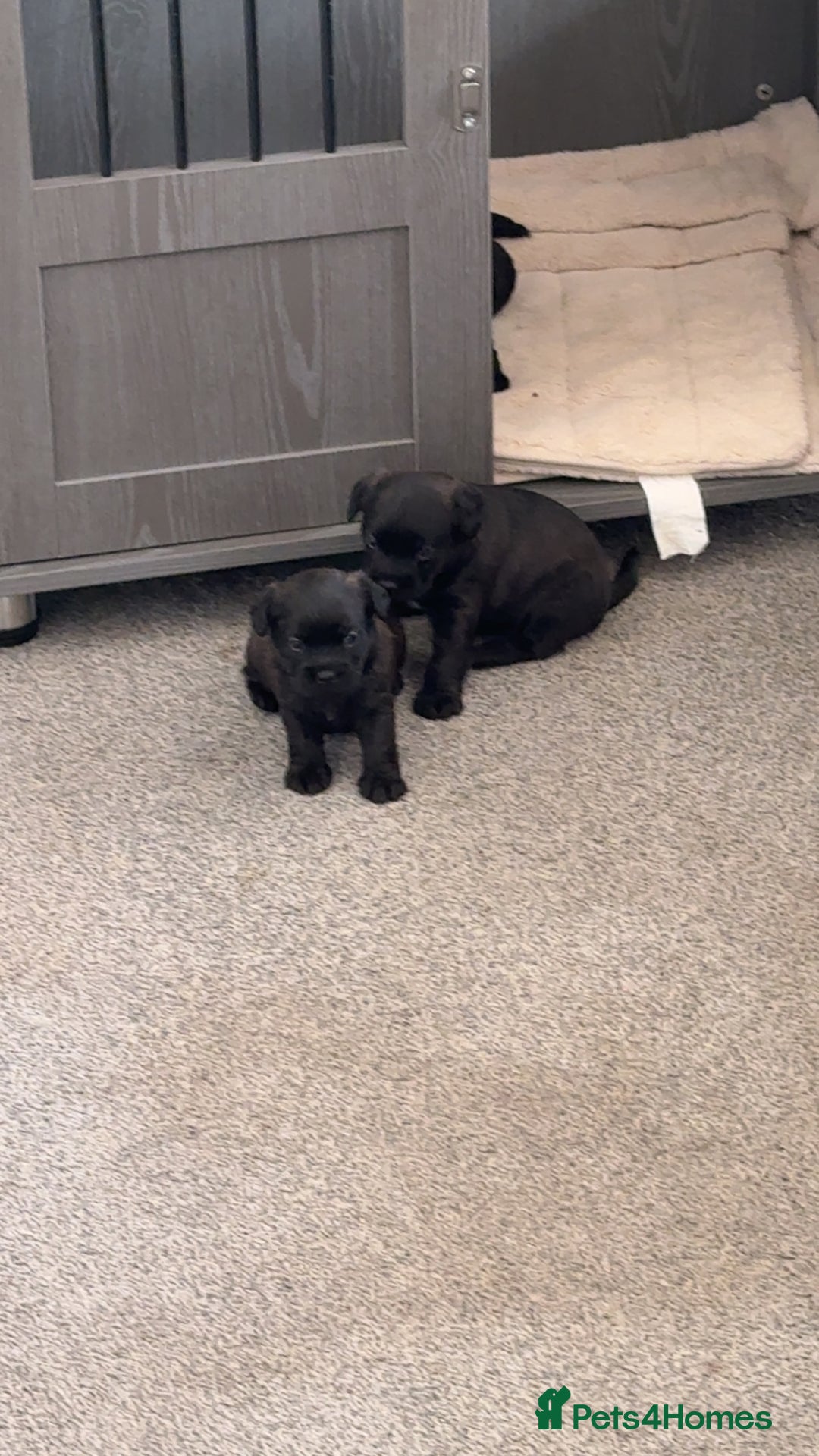 Mixed Breed dogs for sale: French Bulldog X Toy Poodle - Image 6