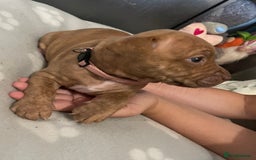 Staffordshire Bull Terrier dogs for sale: Staffy puppy  - Image 4