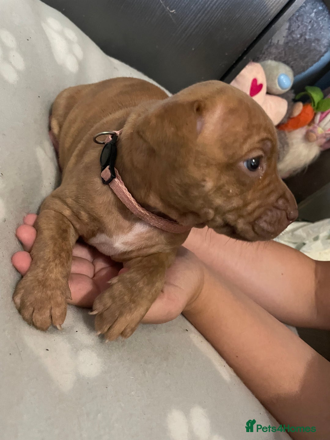 Staffordshire Bull Terrier dogs for sale: Staffy puppy  - Image 4
