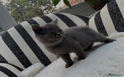 British Shorthair cats for sale: British Shorthair Kittens  - Image 7