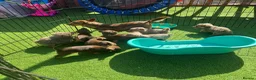 Jack Russell dogs for sale: Miniature Jack Russell puppy’s for sale  - Advert 5