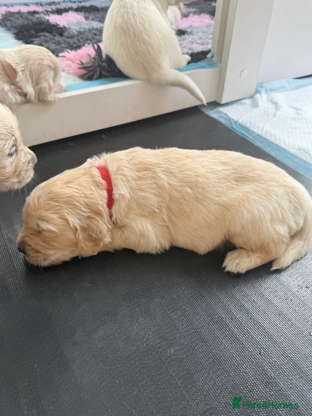Golden Retriever dogs for sale: Golden Retriever Chunky Puppies for sale - Image 19