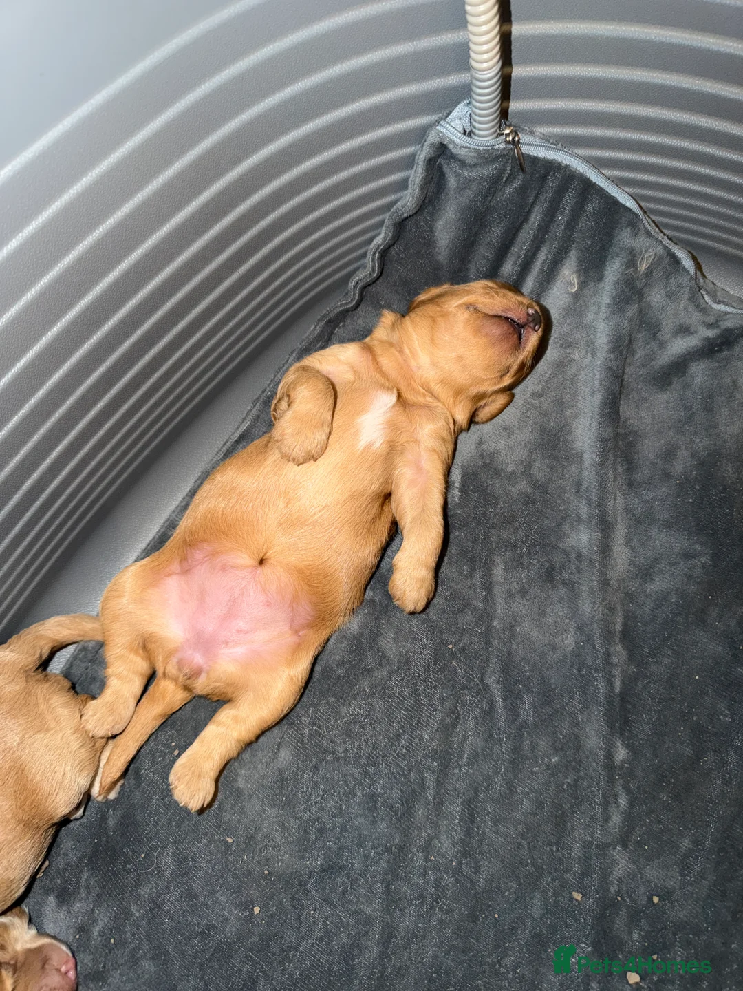 Cockapoo dogs for sale: COCKERPOO GIRLS F2B - Advert 12