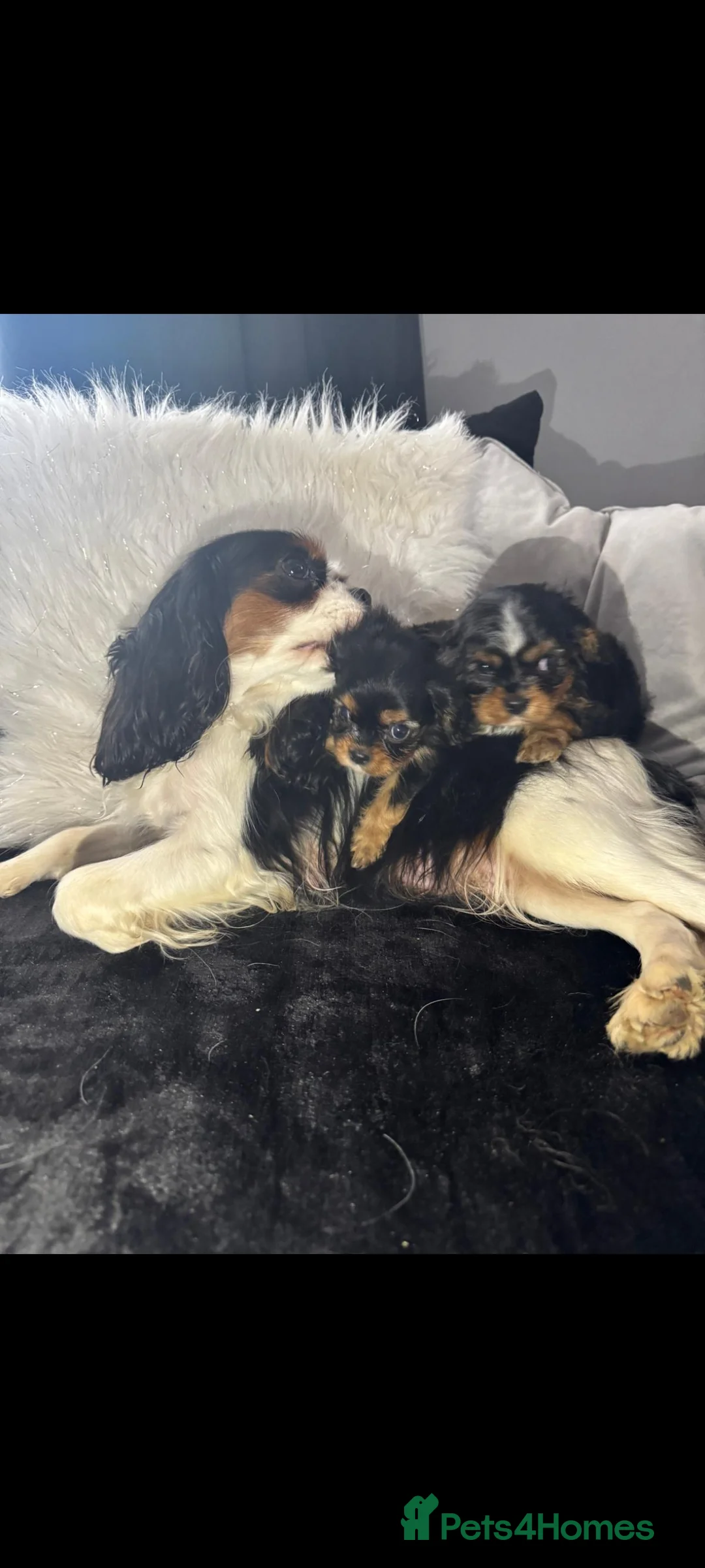 Cavalier King Charles Spaniel dogs for sale: Cavalier King Charles Spaniel in Knottingley - Advert 6