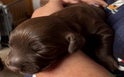 Cocker Spaniel dogs for sale: Cocker Spanial Puppies - Image 8