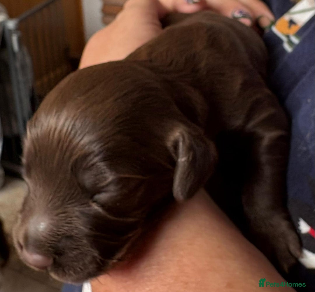Cocker Spaniel dogs for sale: Cocker Spanial Puppies - Image 8