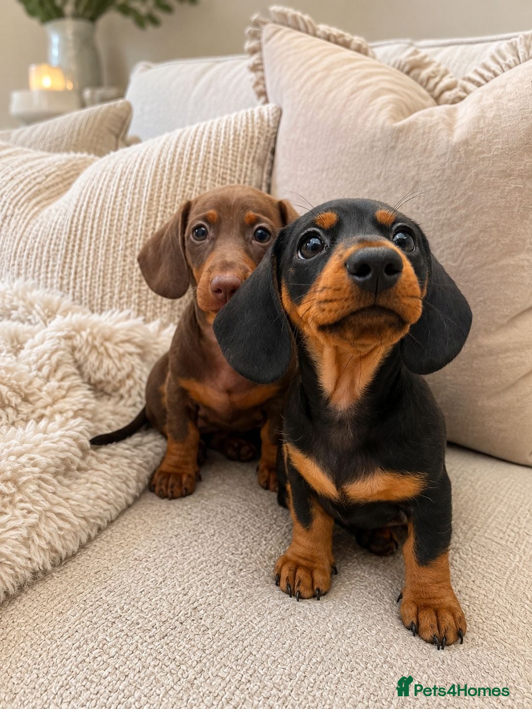 Miniature Dachshund dogs 2 female miniture dachshund ready soon - Advert 14