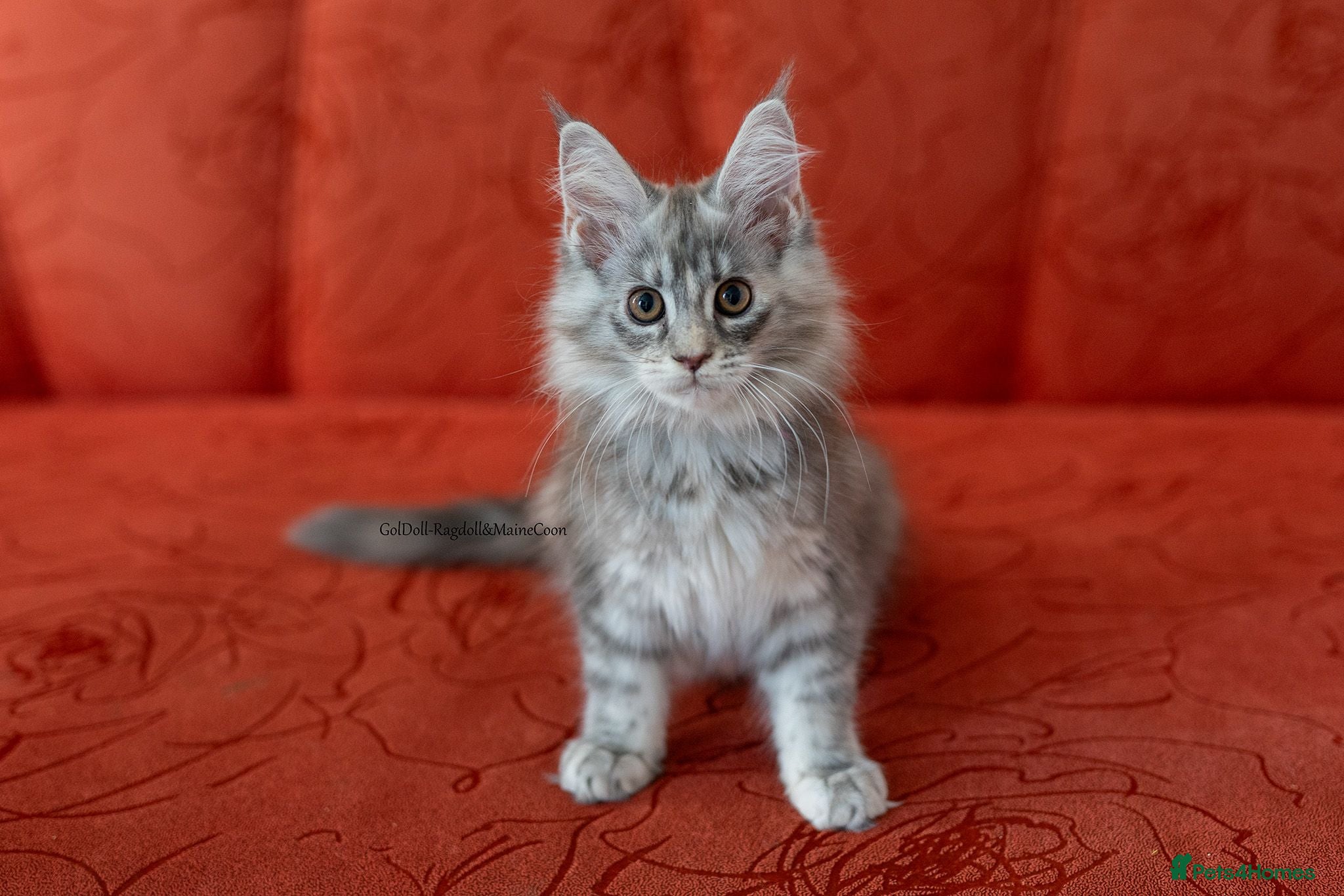 Maine Coon cats Ready Now GCCF tabby champion Maine coon  - Advert 12