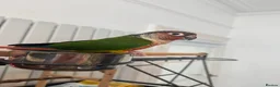 Conures birds for sale: Red factor, yellow sided pineapple conure - Advert 3