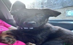 German Shepherd dogs for sale: Carp! - Image 5