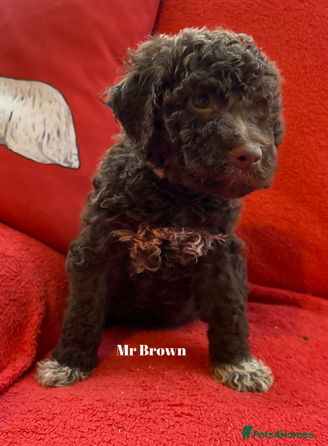 Lagotto Romagnolo dogs for sale: KC Registered Lagotto Puppies (⭐️⭐️⭐️⭐️⭐️ Breeder) - Advert 15