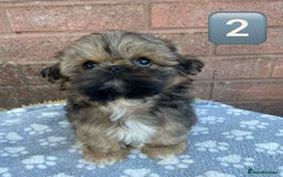 Shih Tzu dogs for sale: KC Registered Imperial Shih Tzu boys.  - Image 8