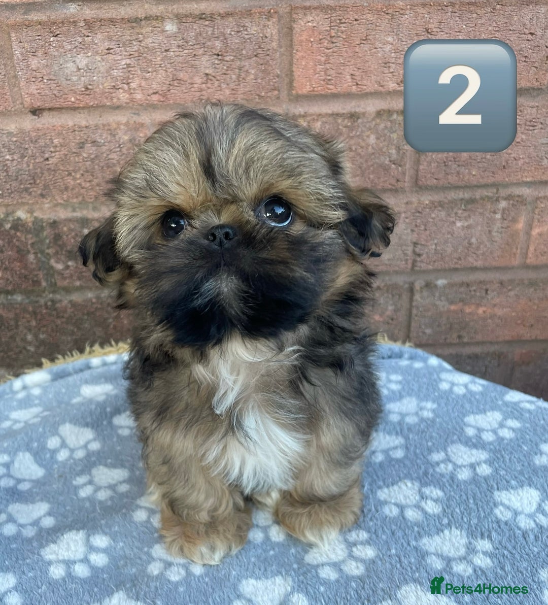 Shih Tzu dogs for sale: KC Registered Imperial Shih Tzu boys.  - Image 8