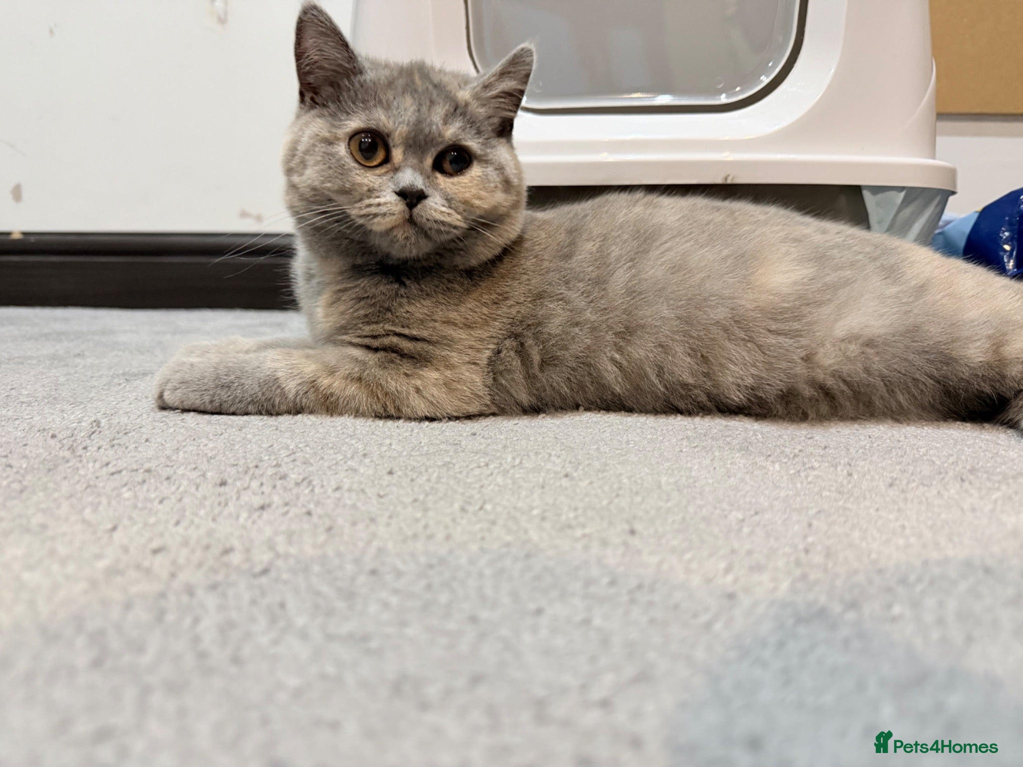 British Shorthair cats British shorthair - Advert 3