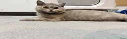 British Shorthair cats for sale: British shorthair in Birmingham - Advert 1