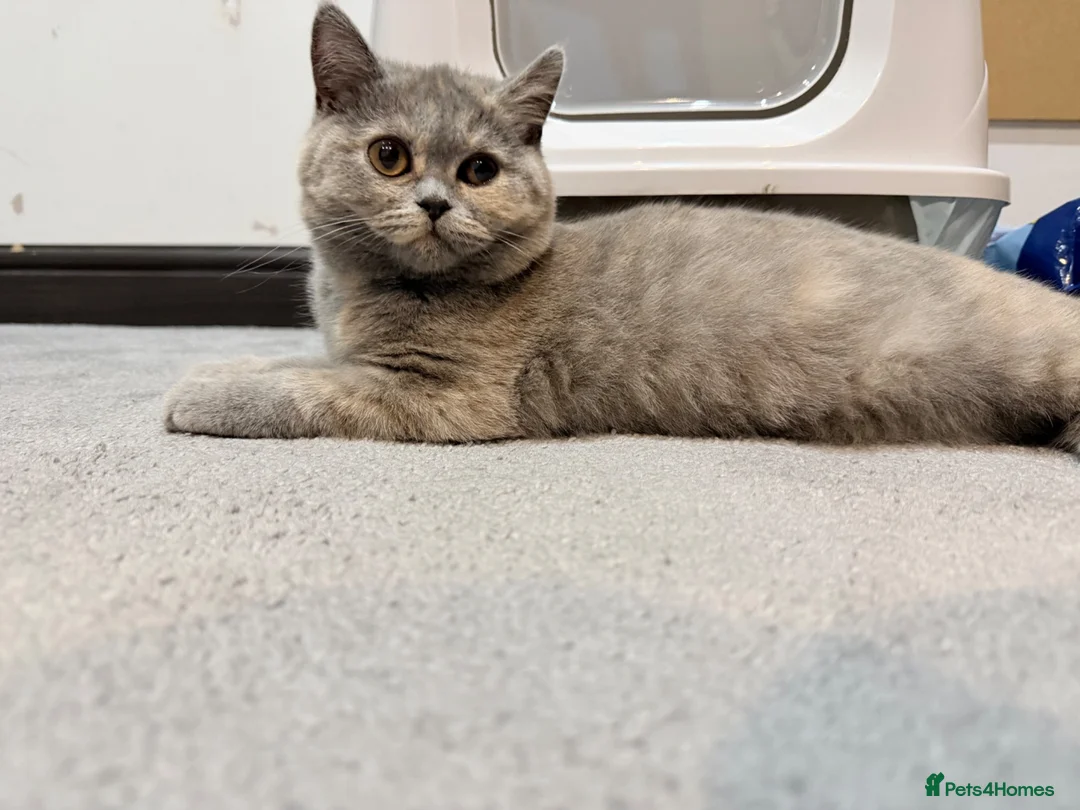 British Shorthair cats for sale: British shorthair in Birmingham - Advert 1