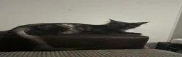 Maine Coon cats for sale: TICA Russian XL Maine Coon Female 🖤 - Advert 9