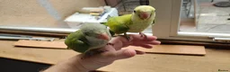 Parakeets birds for sale: Beautiful Hand Reared Quaker Parakeet babies 9 wks - Advert 7
