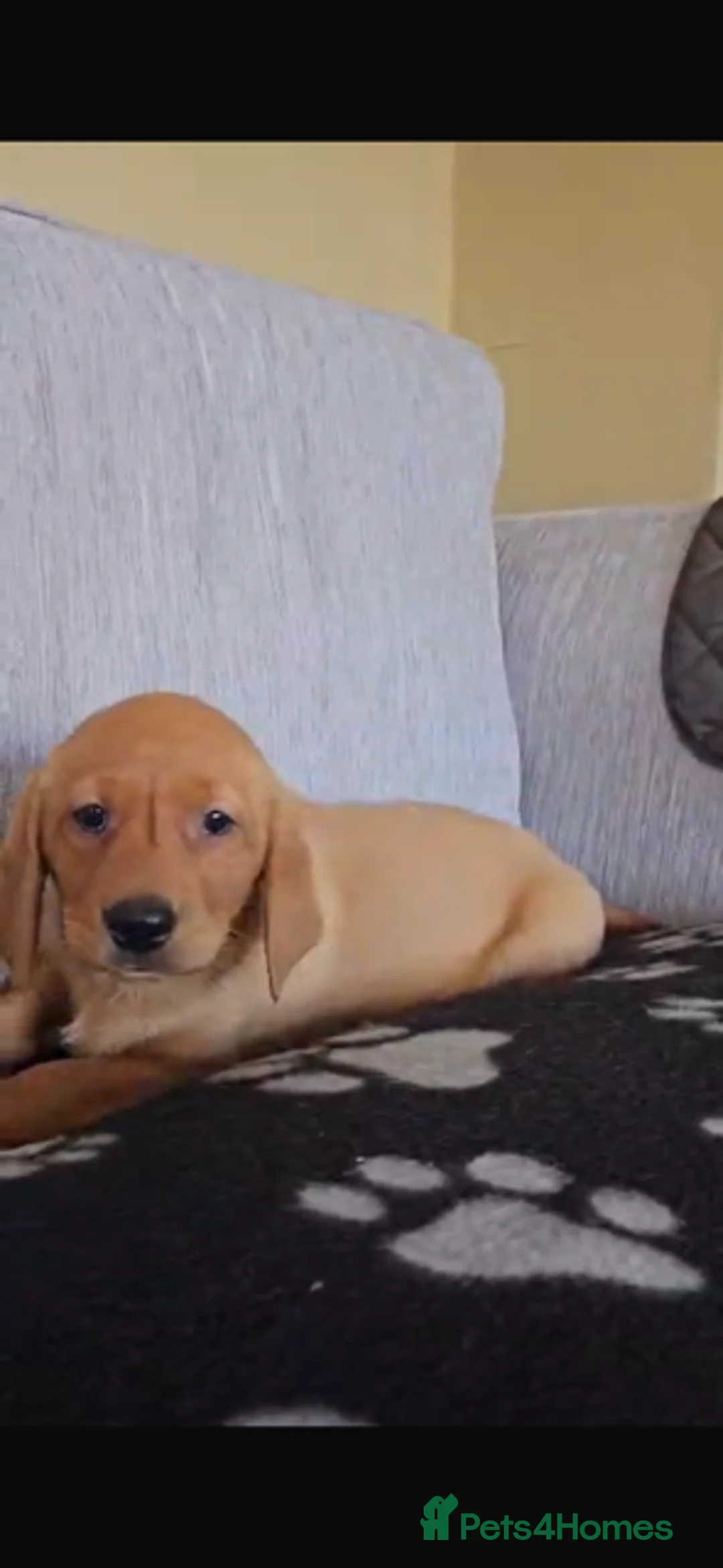 Labrador Retriever dogs for sale: Last Fox Red KC REG Labrador Girl Available £800 - Advert 2