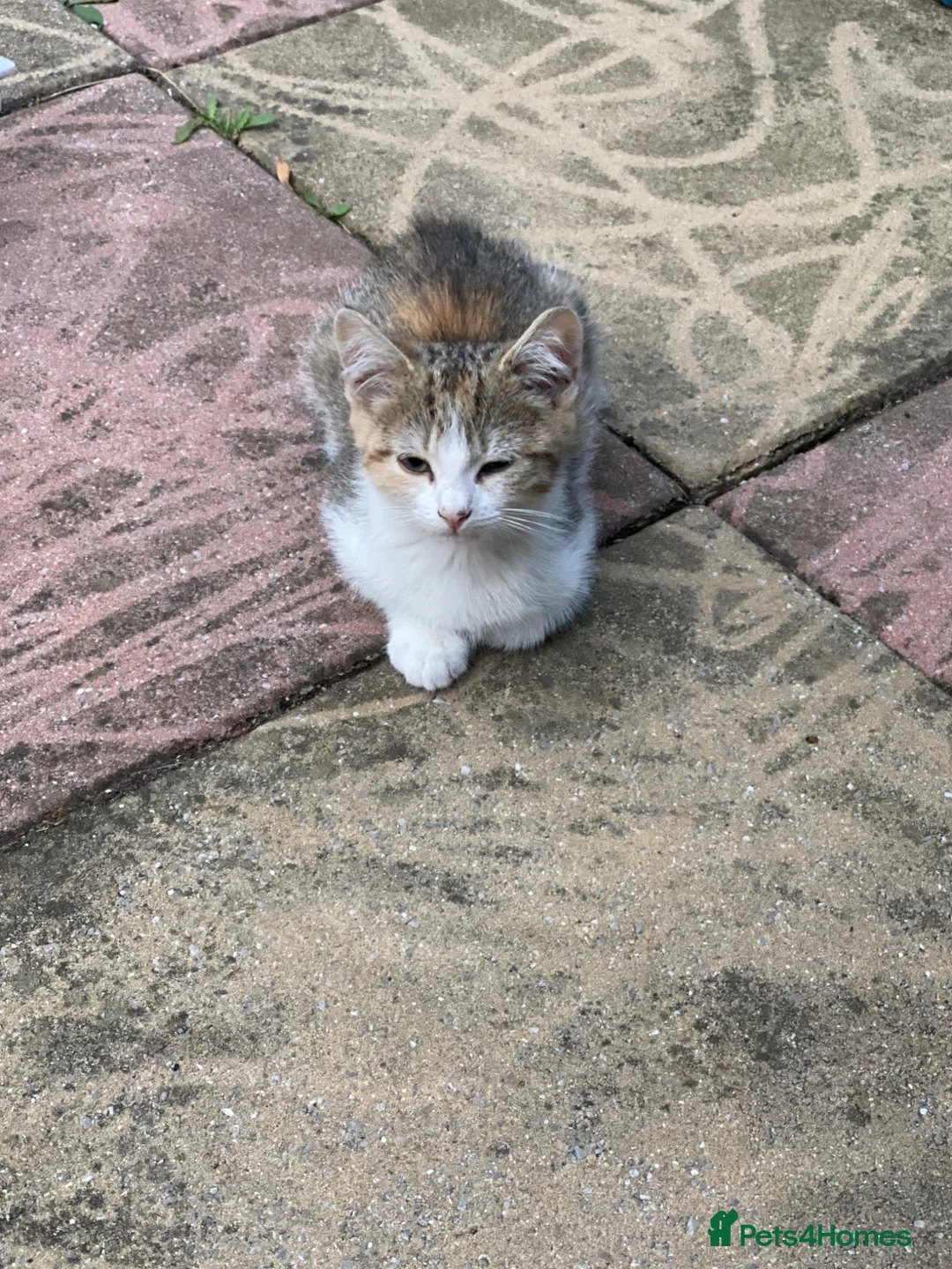British Shorthair cats for sale: Multiple British Short Hair Kitten For Sale £100 - Advert 2