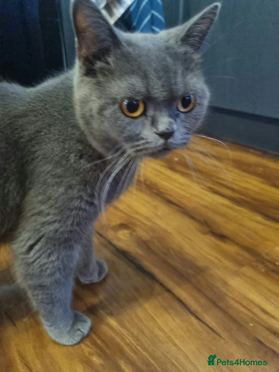 British Shorthair cats for sale: Beautiful Female Looking for a Loving Home 🐾❤️ - Advert 2