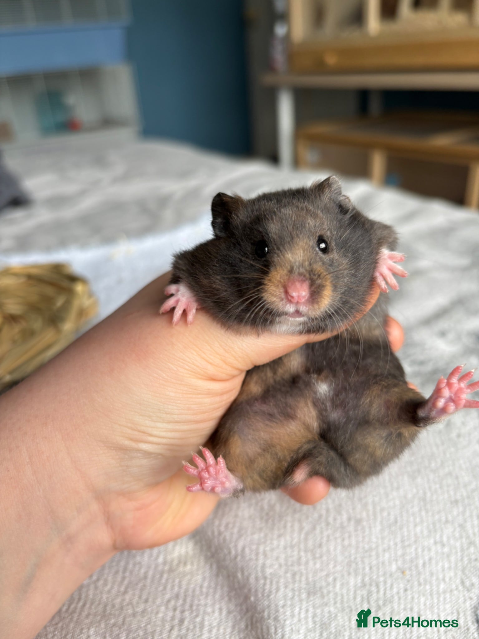 Hamster rodents Pedigree Syrian hamster pups - Advert 14