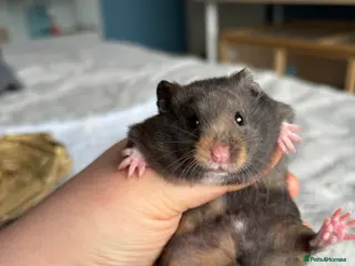 Hamster rodents Pedigree Syrian hamster pups - Advert 14